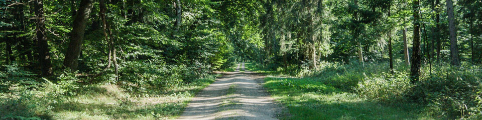 Foto: Waldweg