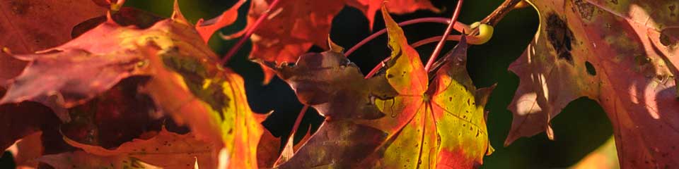 Foto: Herbstlaub