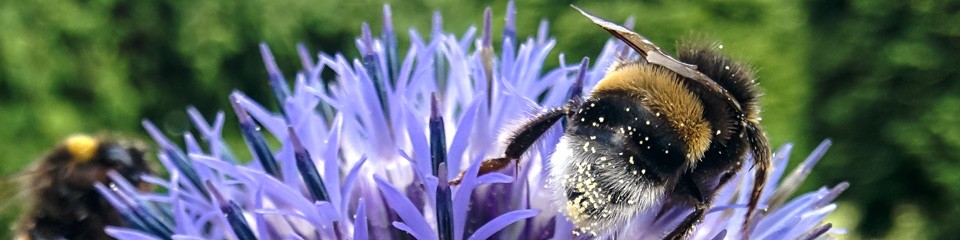 Foto: Hummeln auf Blüte