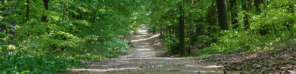 Foto: Natur pur - Waldweg