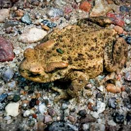 Foto: Erdkröte (Bufo bufo)