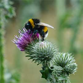 Foto: Hummel auf Diestel