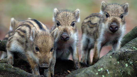 Foto: Nachwuchs im Naturparkzentrum Uhlenkolk