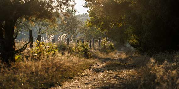 Foto: Weg am herbstlichen Waldrand